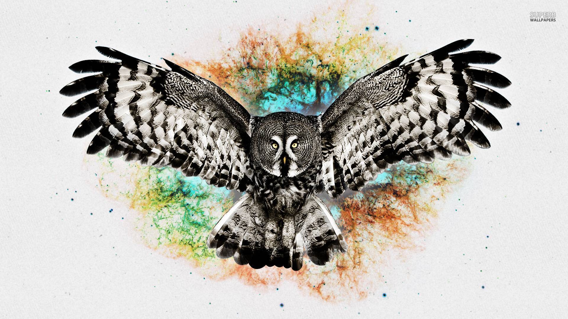 Owl wallpapers