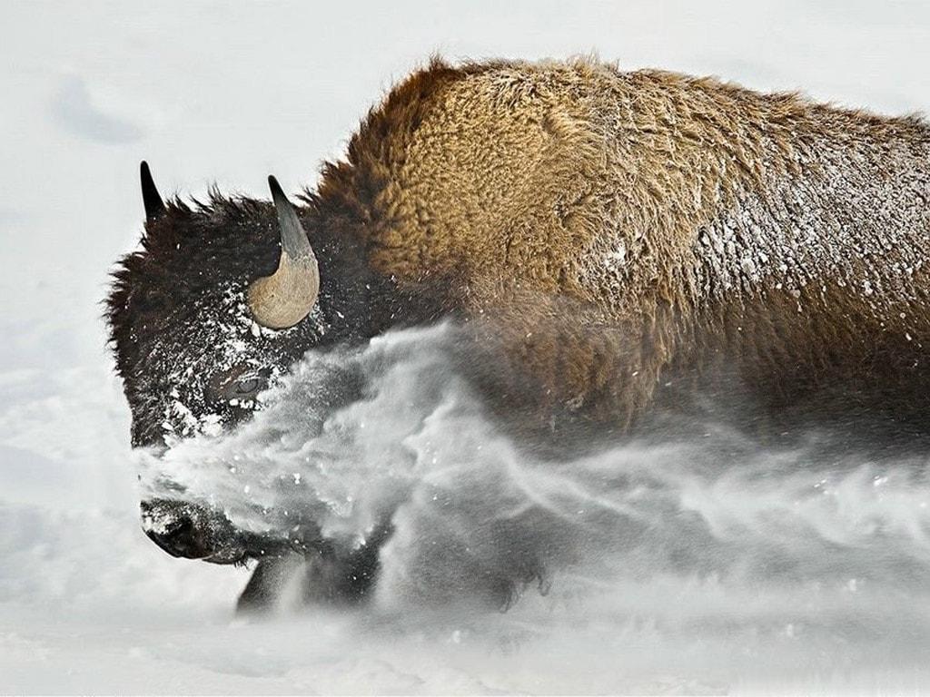 Buffalo HD Wallpapers