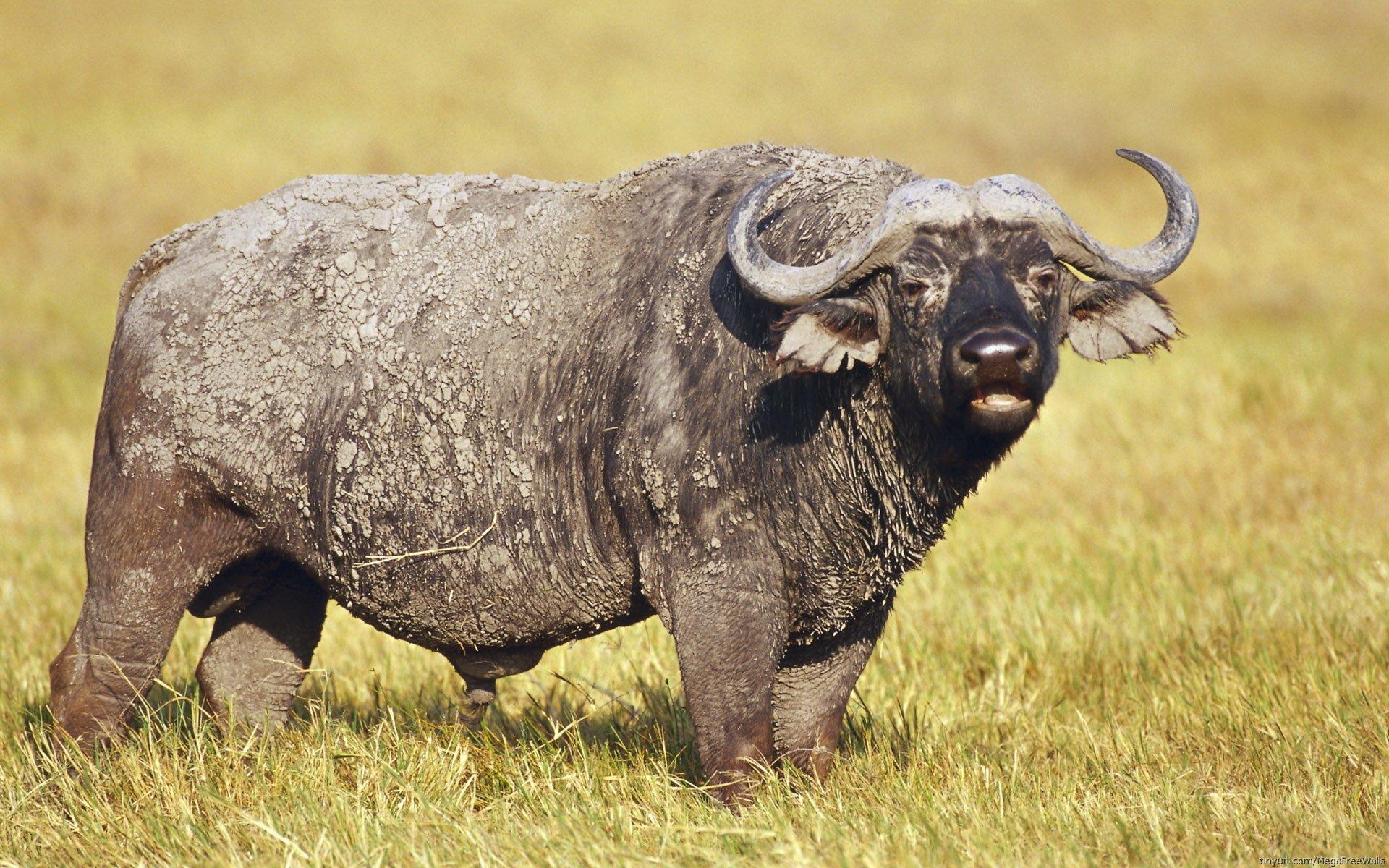 African Buffalo Wallpapers 11