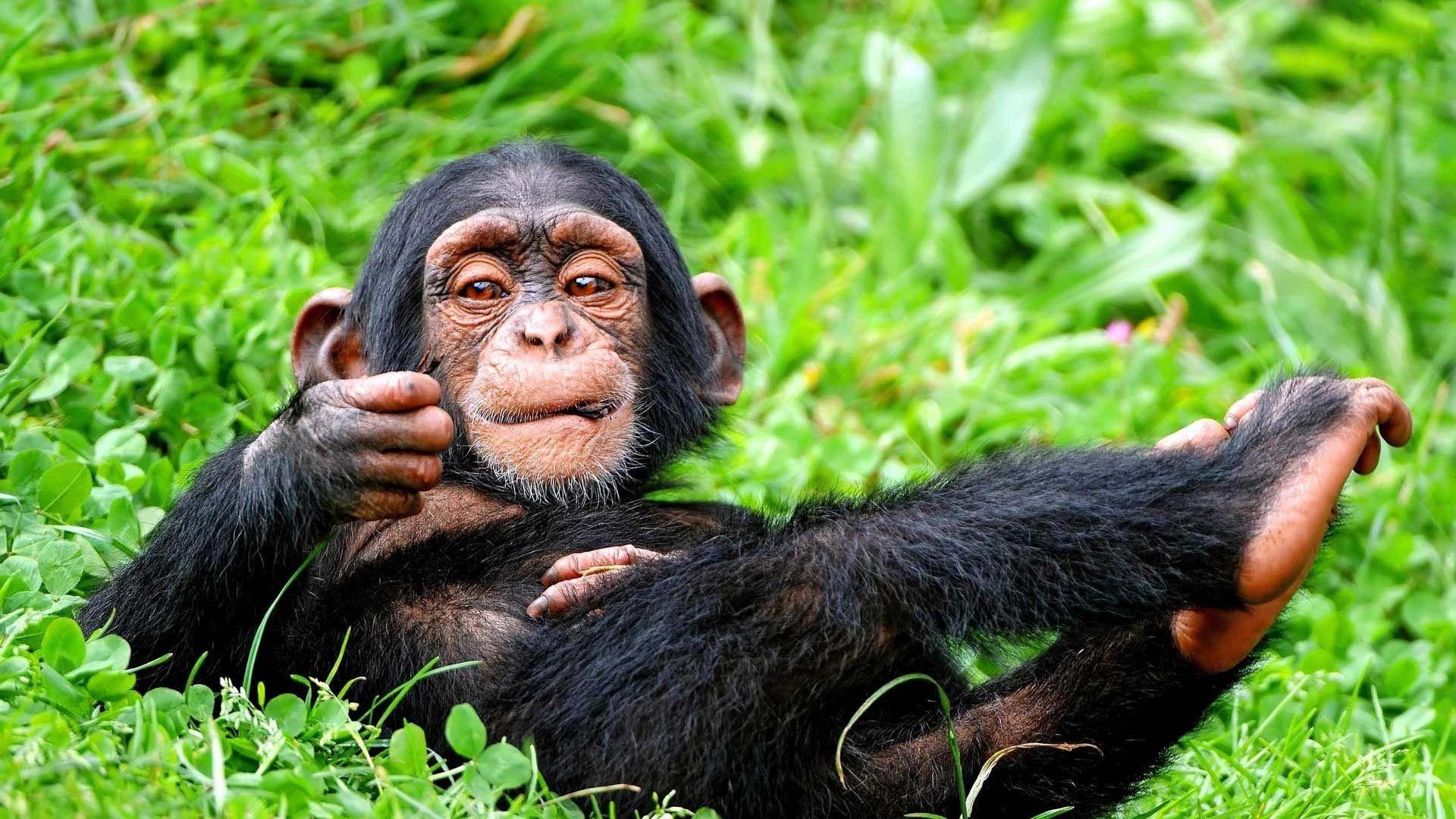 Chimpanzee HD Wallpapers