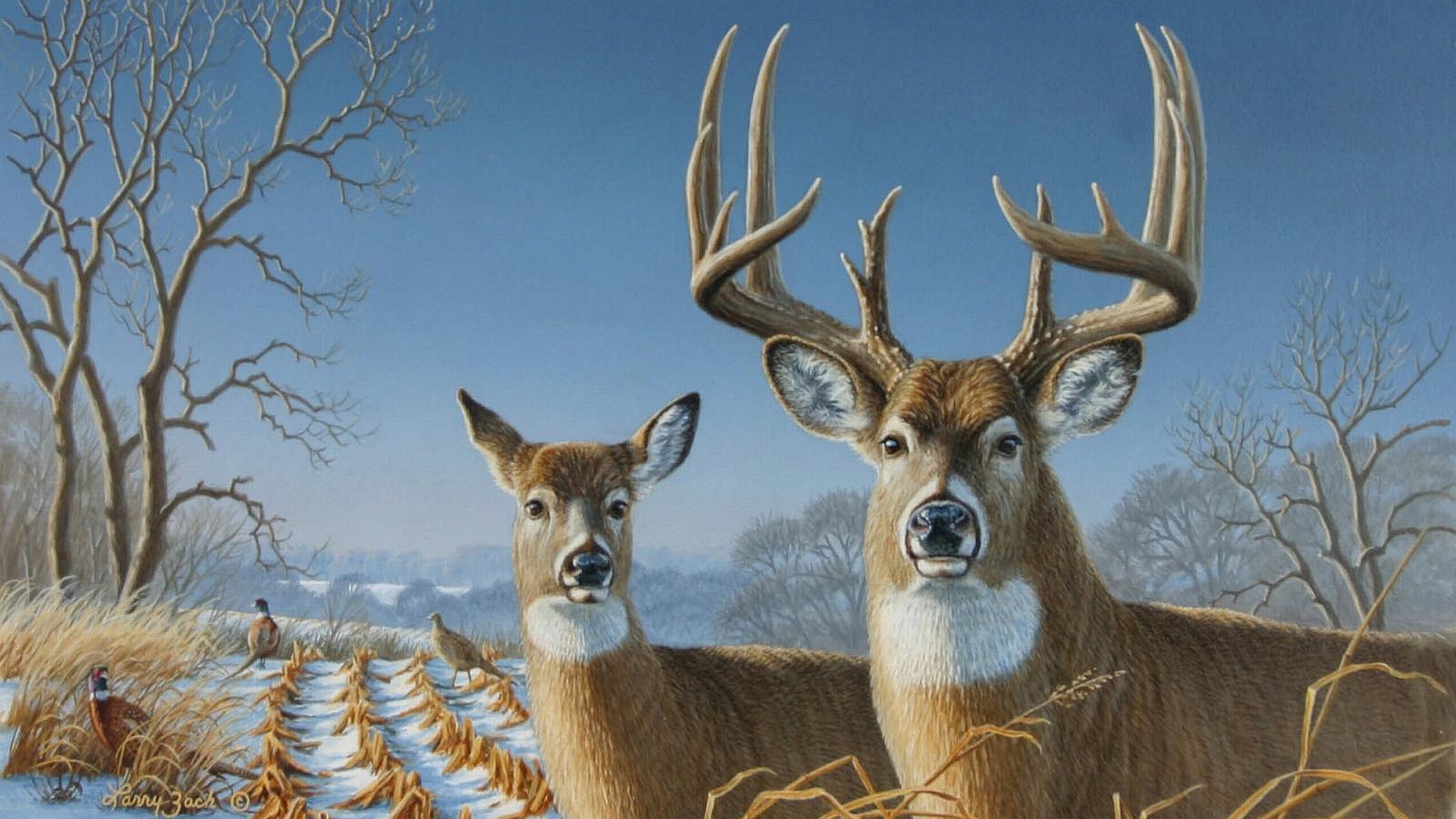 Ultra HD Whitetail Deer Wallpapers