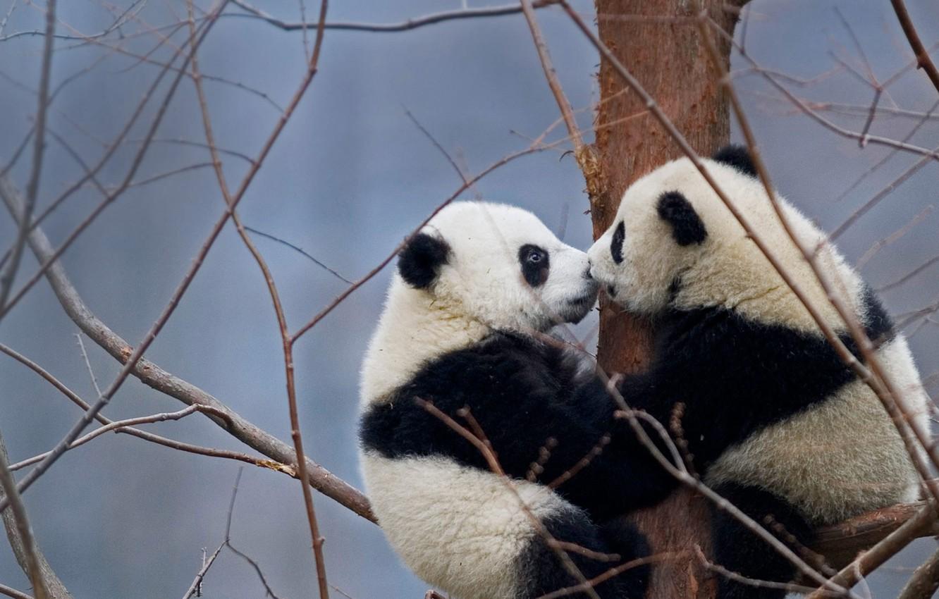 Wallpapers China, bears, reserve, the giant Panda, Wenchuan