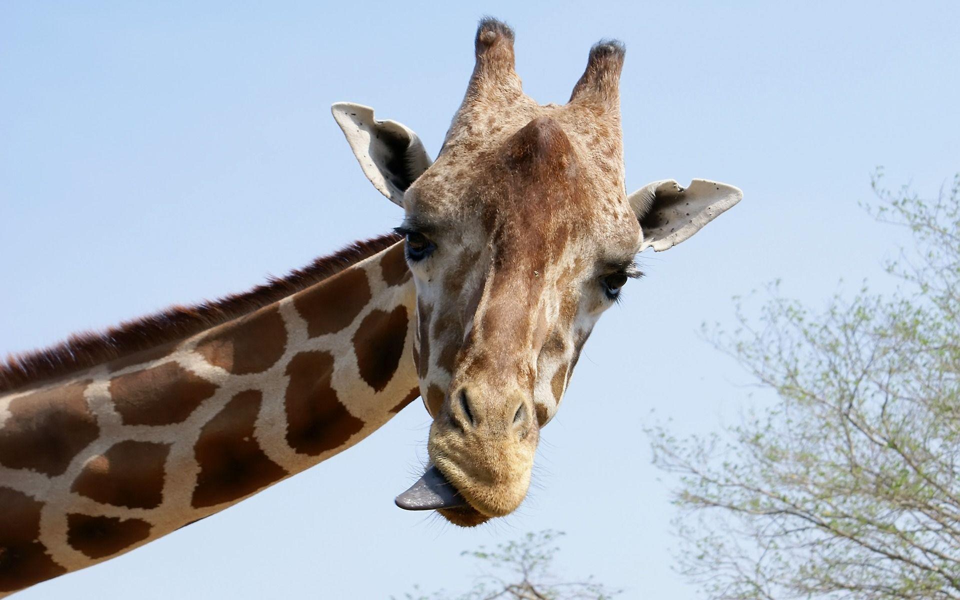 Most Downloaded Giraffe Wallpapers