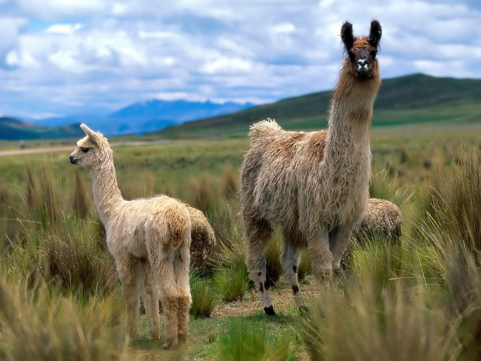 Alpacas and Llamas image Llama wallpapers! HD wallpapers and