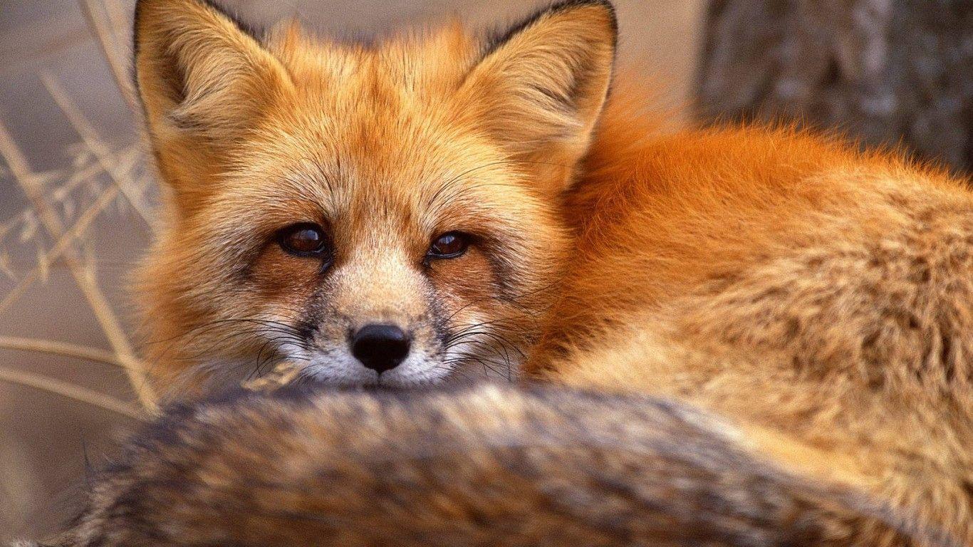 Red Fox Wallpapers