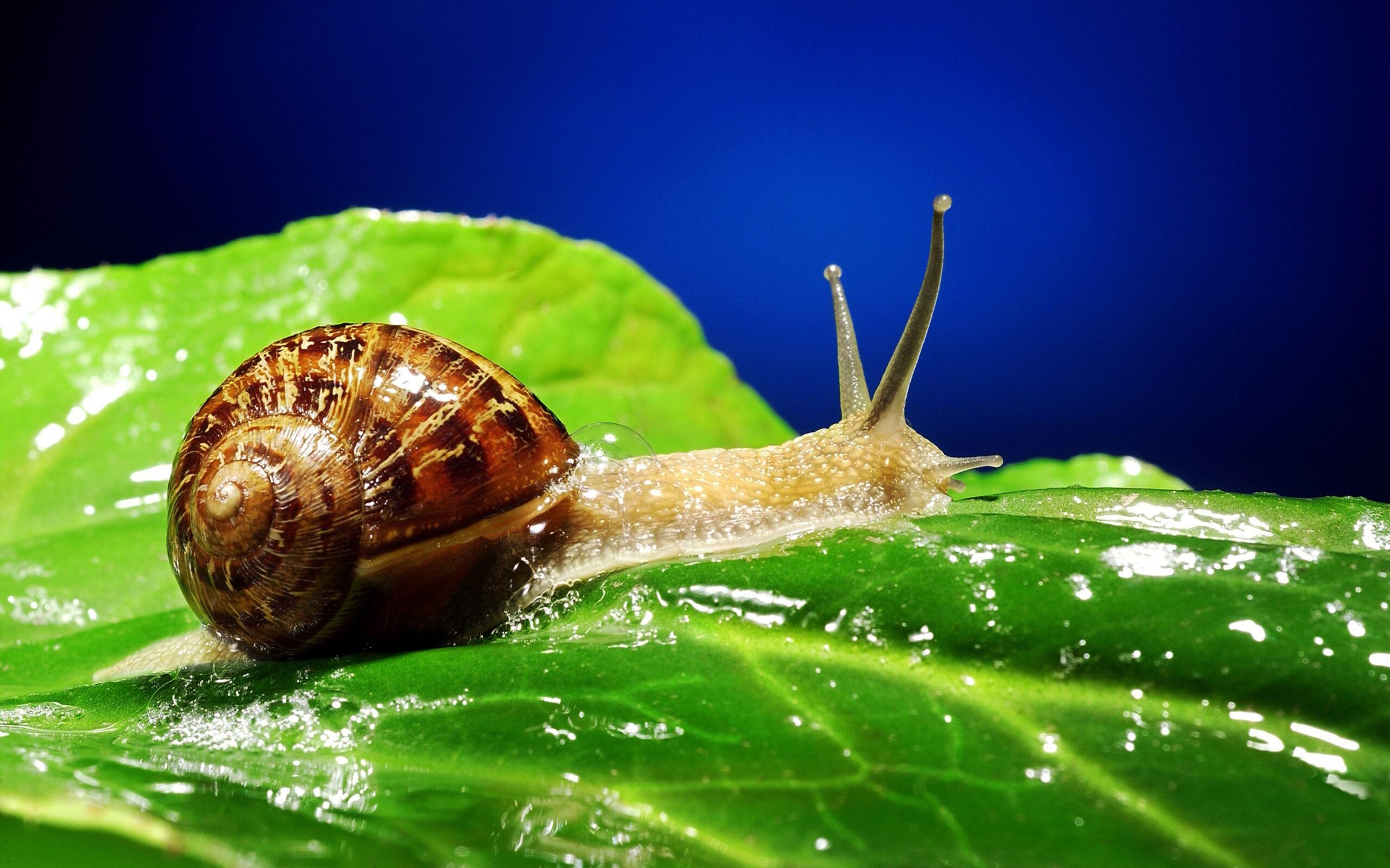 Snail Full HD Wallpapers and Backgrounds Image