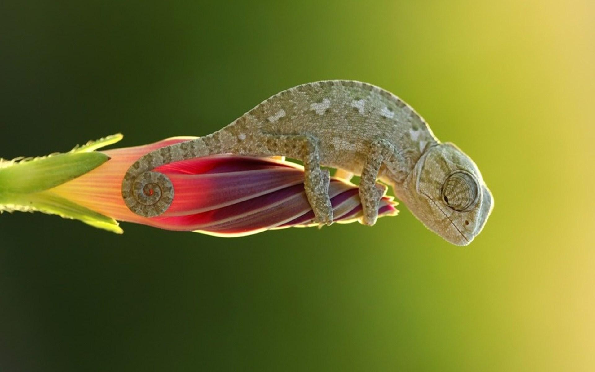 Chameleon HD Wallpapers