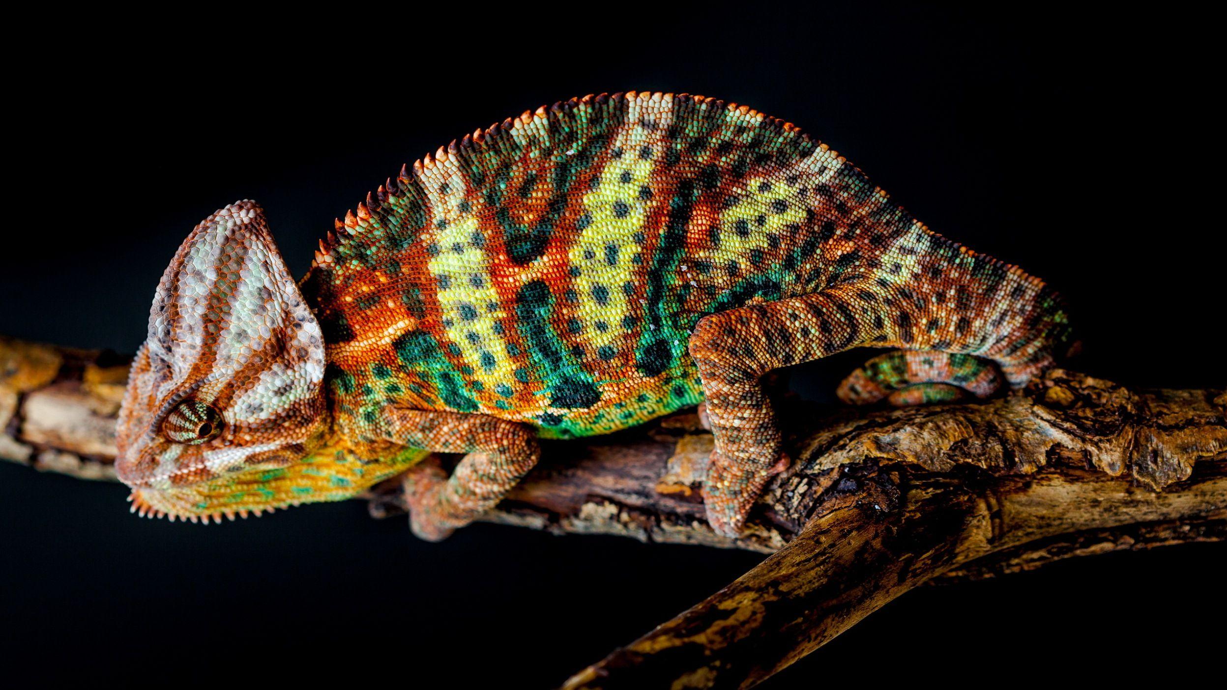 Veiled Chameleon