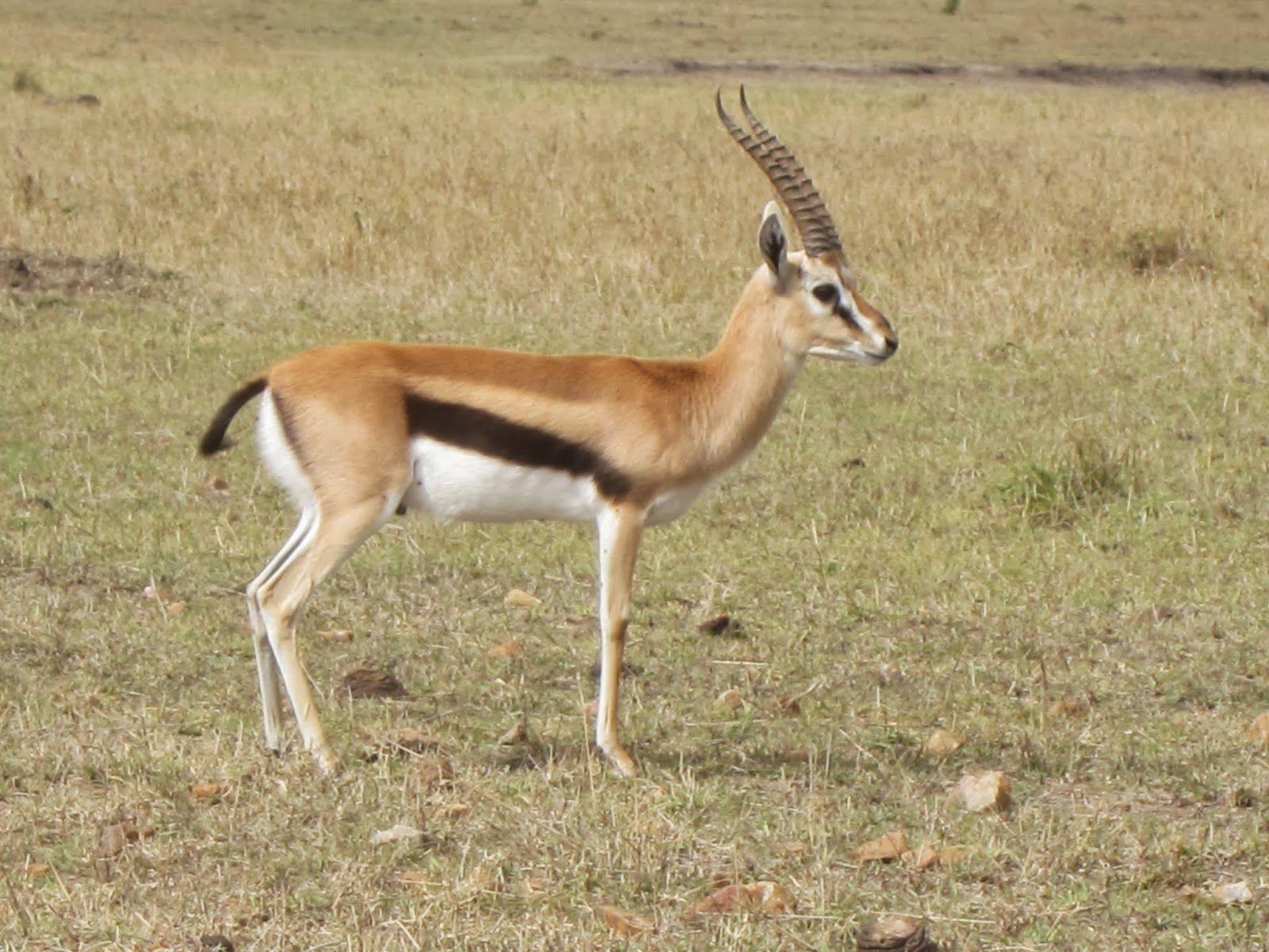 Thomsons Gazelle