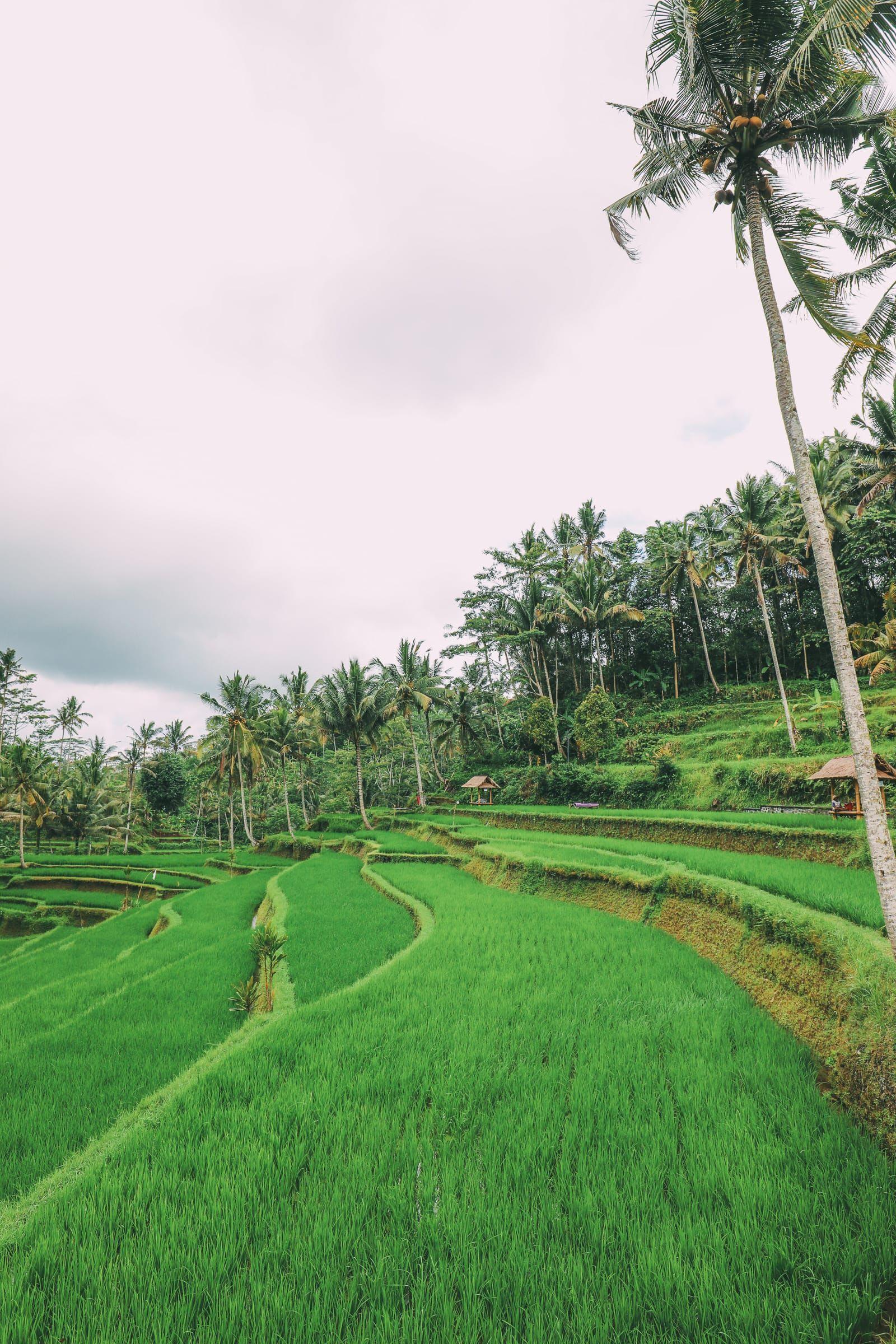 Bali Travel – Tegalalang Rice Terrace In Ubud And Gunung Kawi Temple