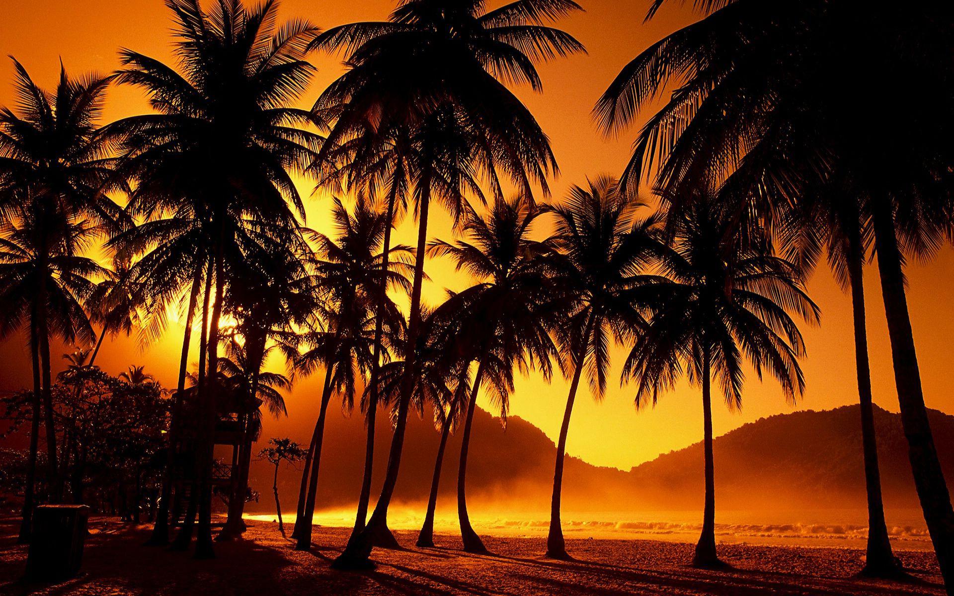 Palm Trees Wallpapers