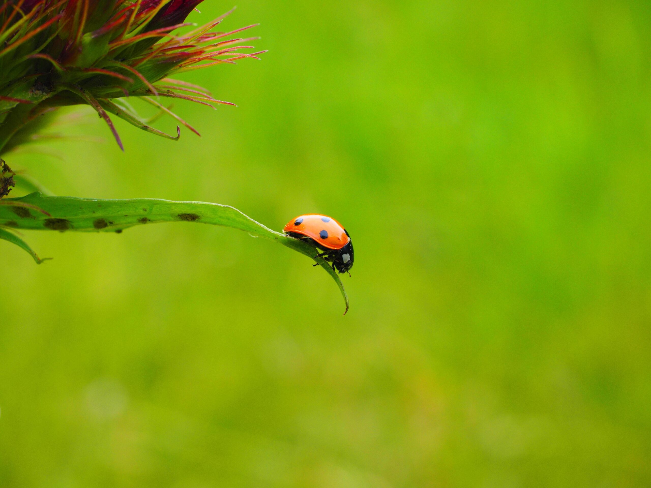 Ladybird Ladybird Beetle Tegmina wallpapers 2018 in Nature