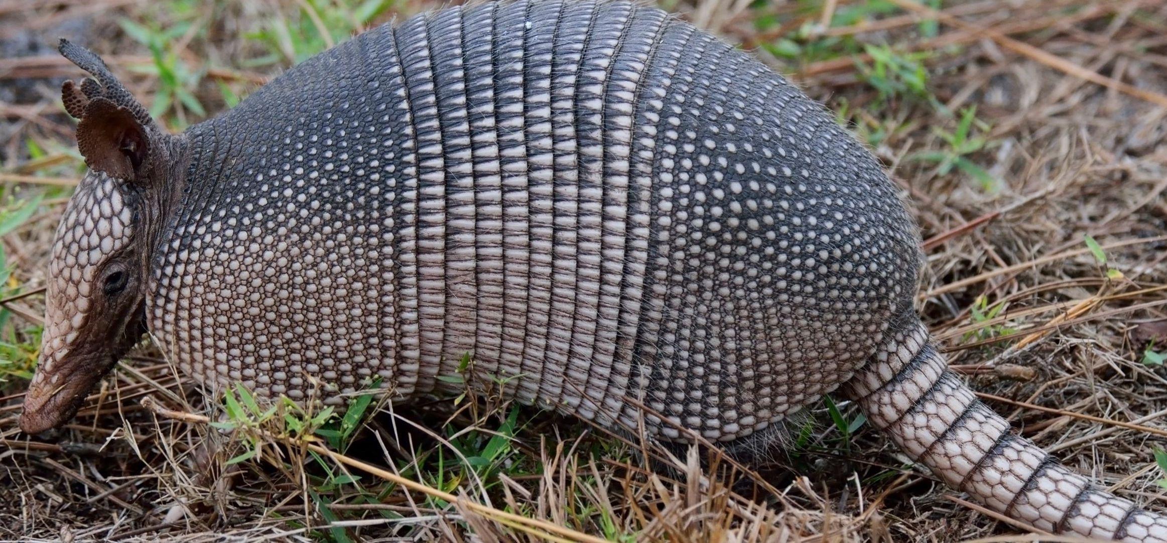 Best 45+ Armadillo Wallpapers on HipWallpapers