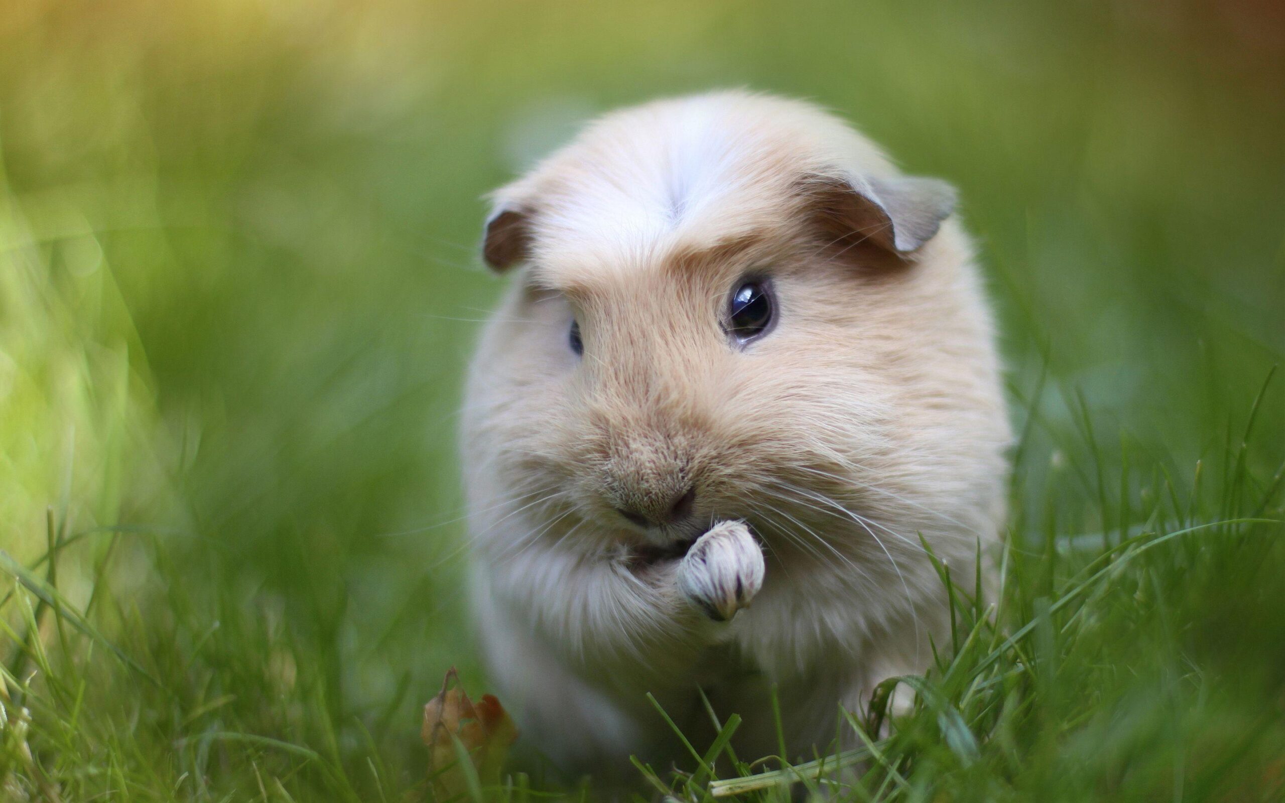 4K Guinea Pig Wallpapers High Quality