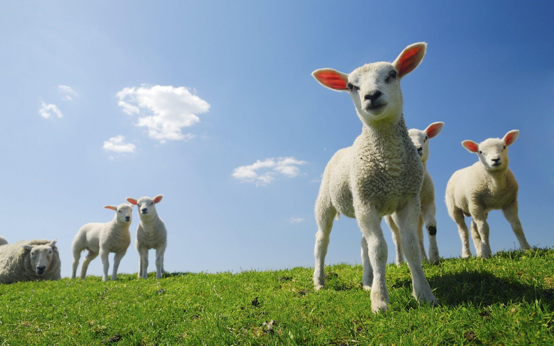 img.39: Sheep Wallpapers