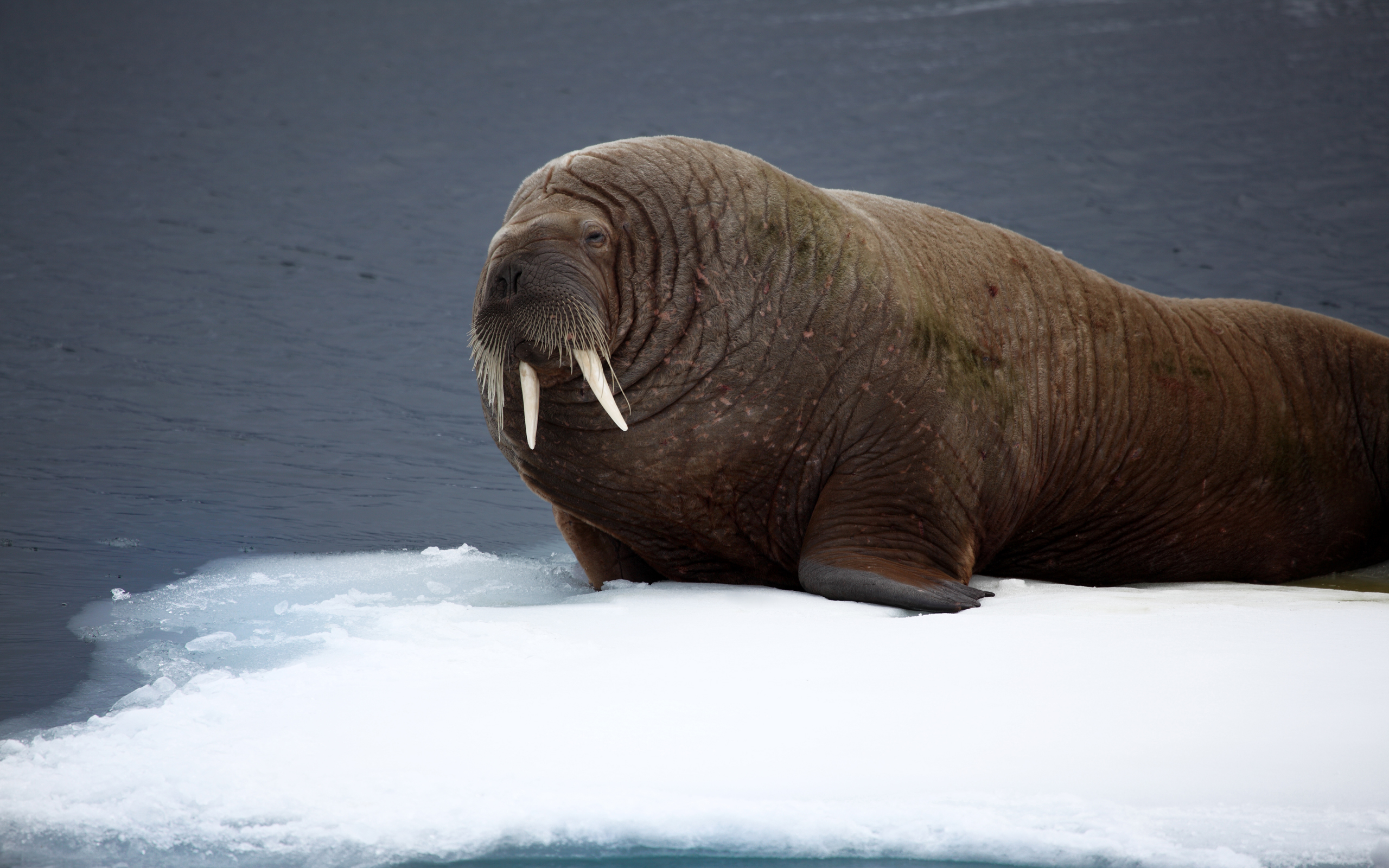 21 Walrus HD Wallpapers