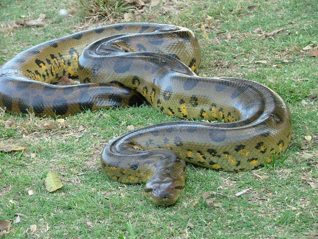 the Great Anaconda Snake Wallpapers pics image photos pictures