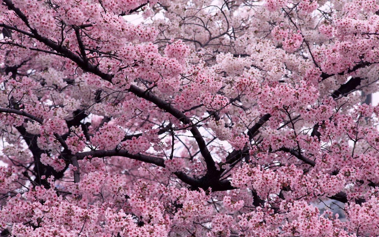 Sakura Flower with Resolution Wallpapers Download Logo And