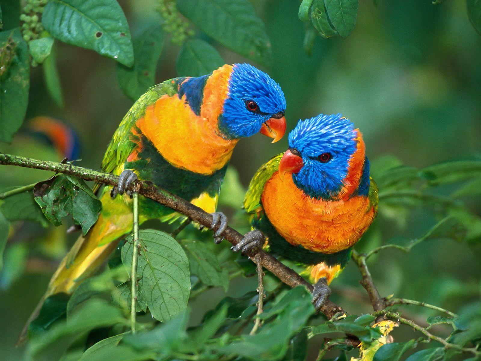 Birds hd wallpapers, bird wallpapers