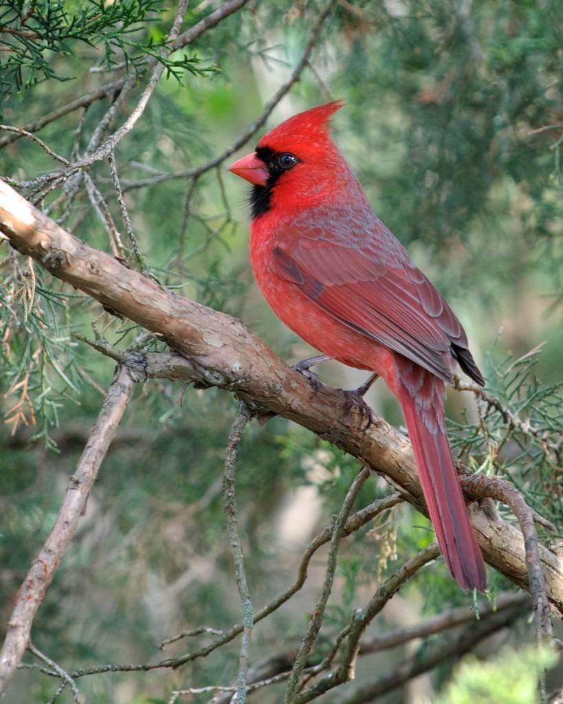 Birding Buddies: Northern Cardinal