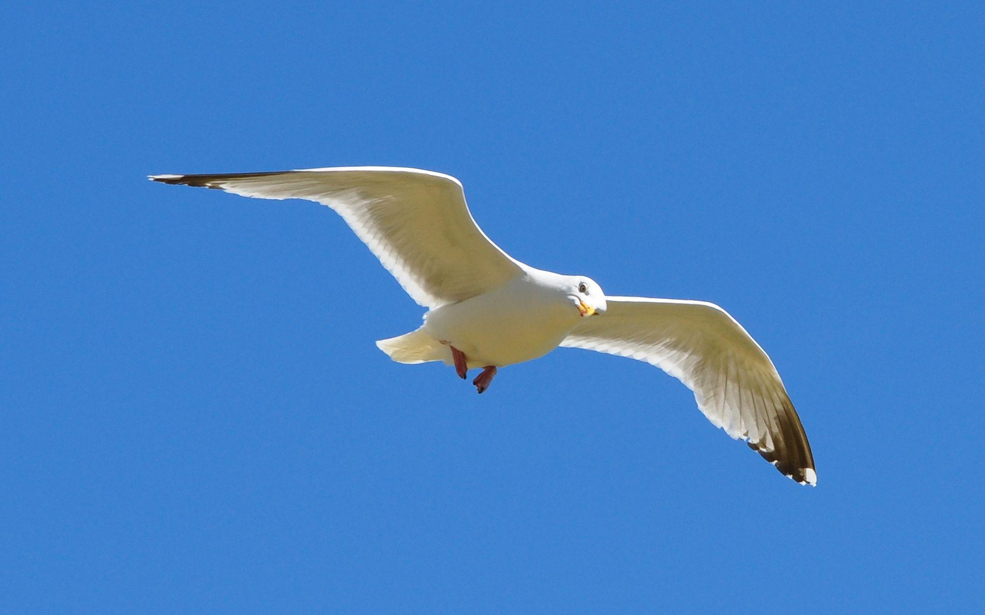 Animals: Gull, desktop wallpapers nr. 56307 by Big4Ker