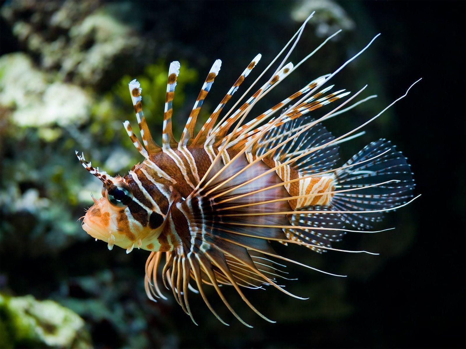 Zebra Lionfish