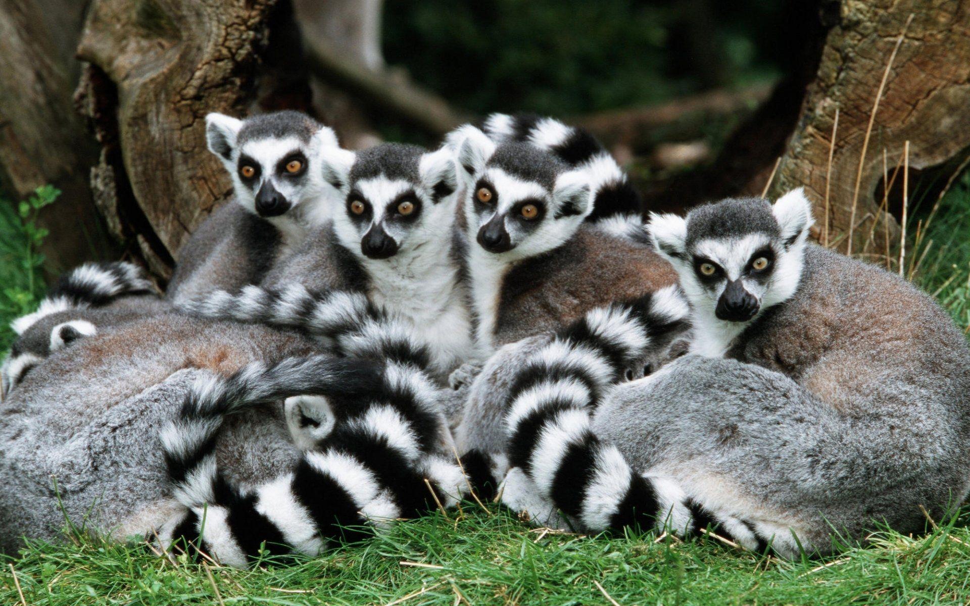 88 Lemur HD Wallpapers