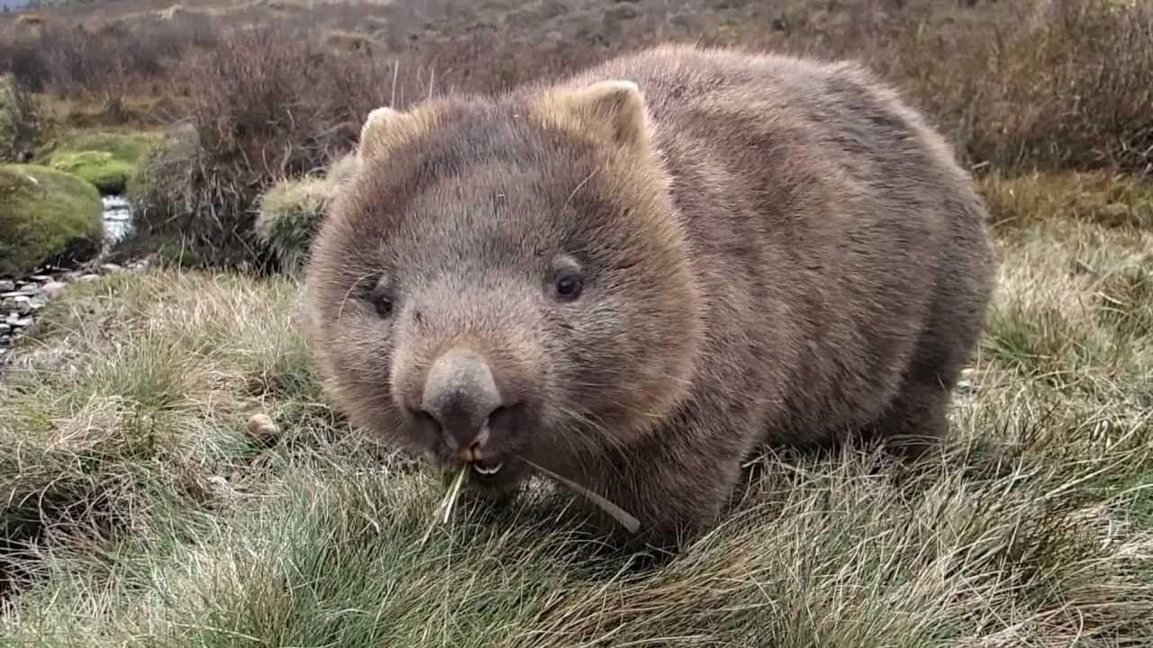 Desktop Wallpapers Wombat