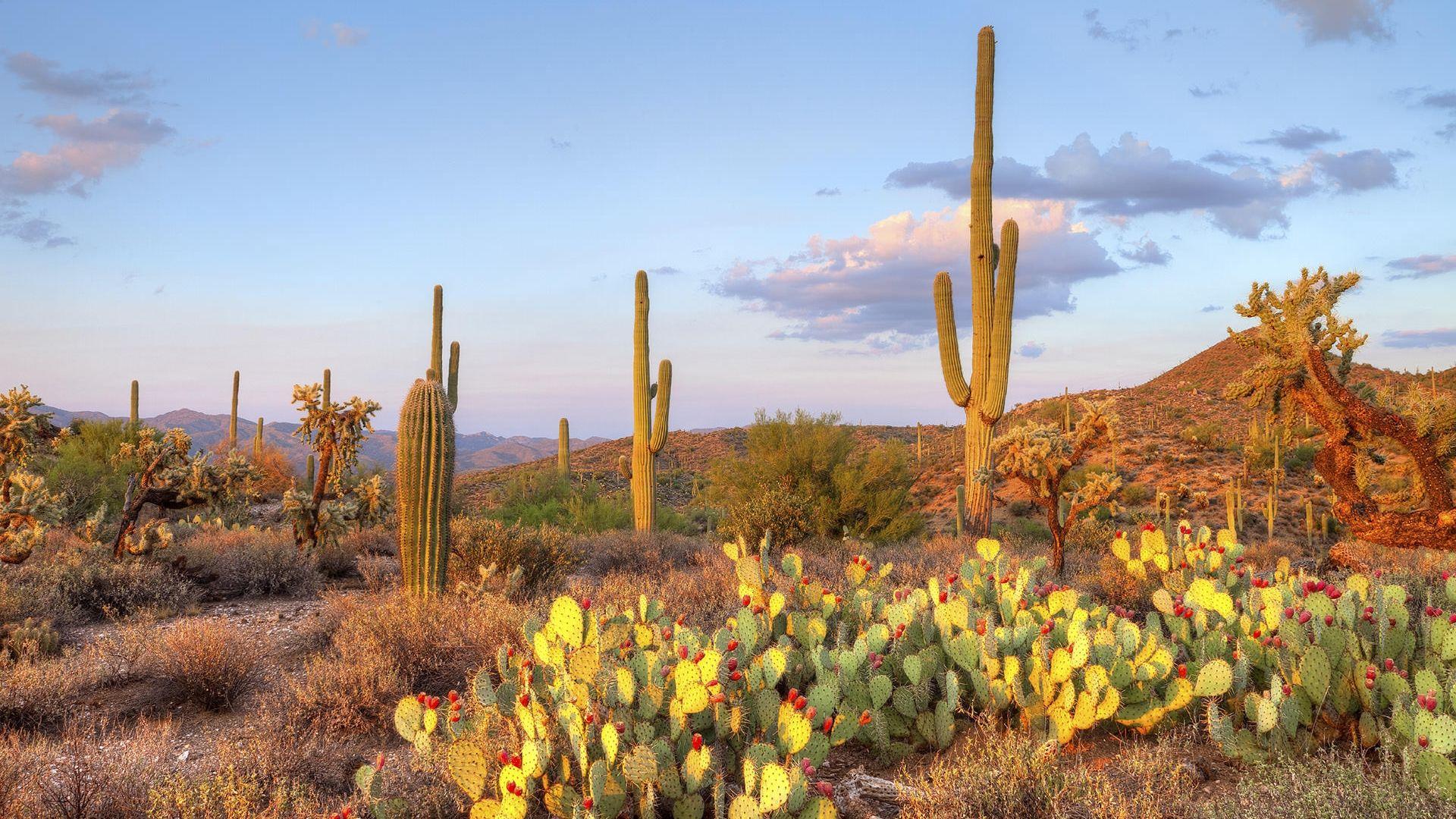 Saguaro