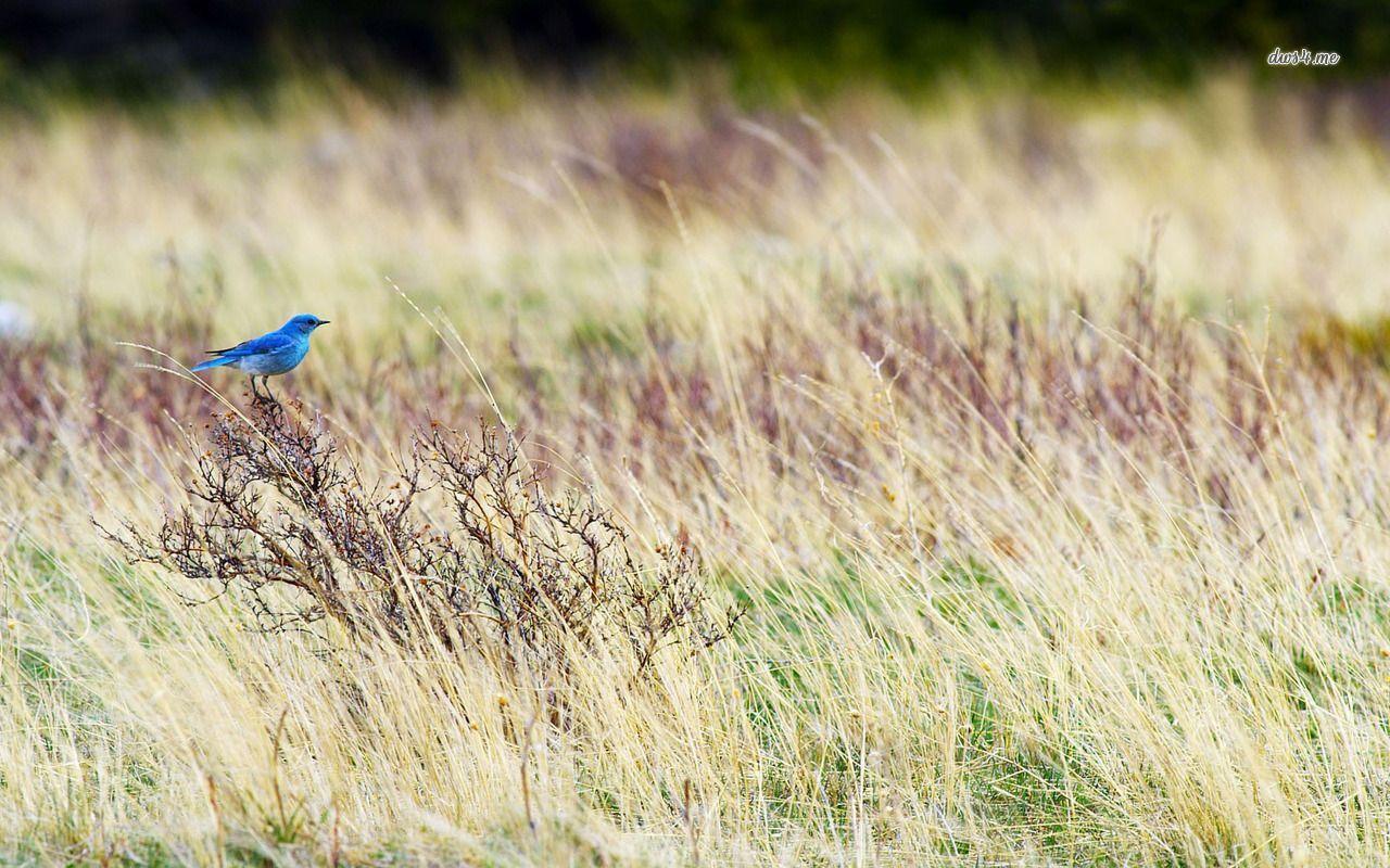 Mountain bluebird wallpapers