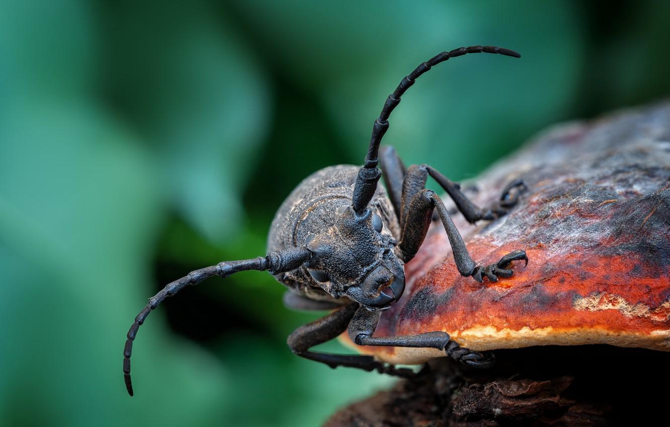 Wallpapers mushroom, Beetle, insect image for desktop