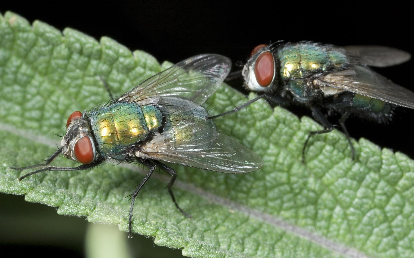 Greenbottle Fly Testing The Waters