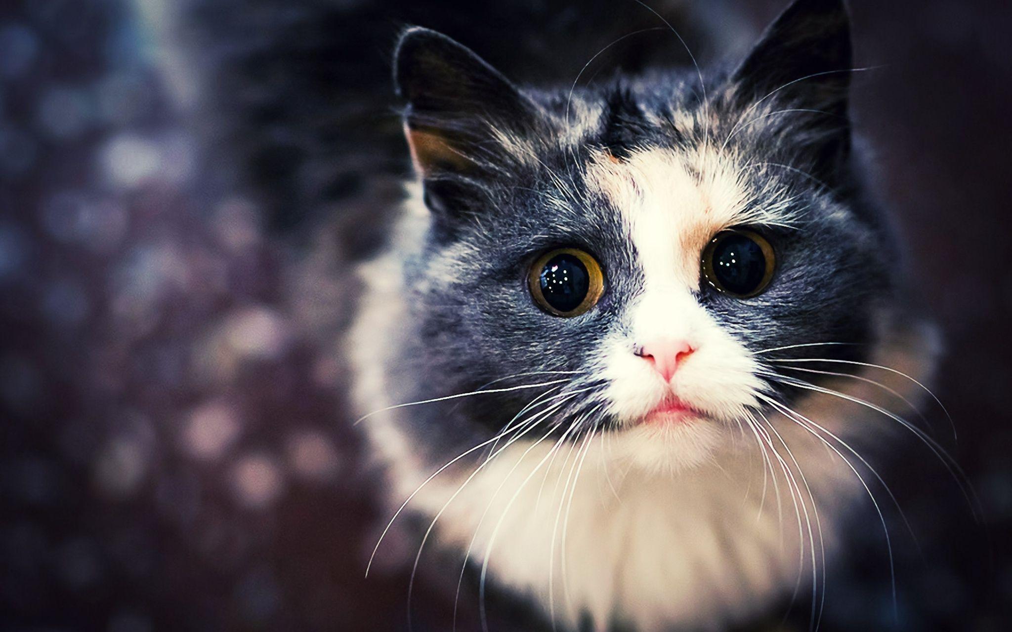 Download hd cat wallpapers tumblr.