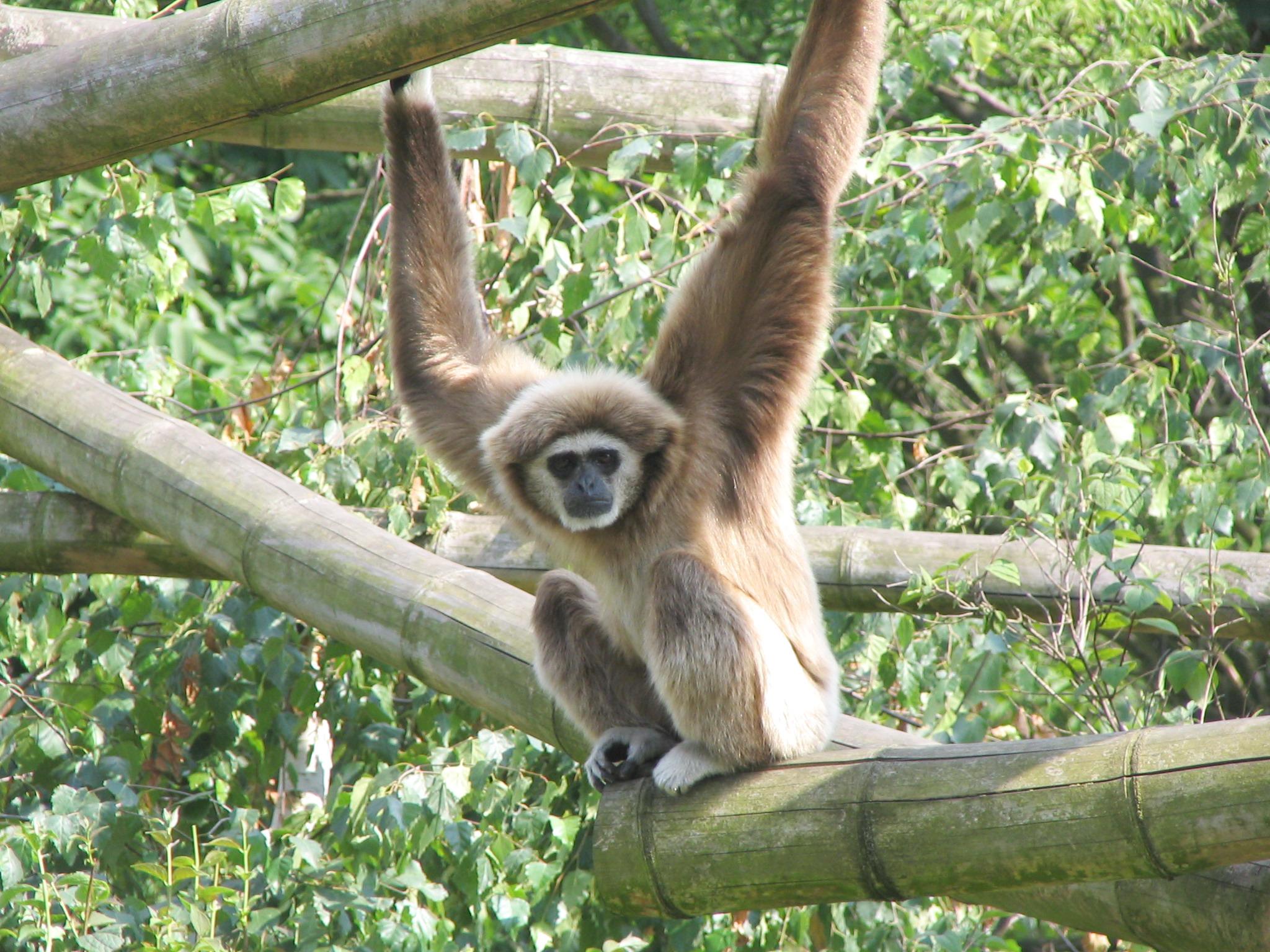 Gibbon wallpapers