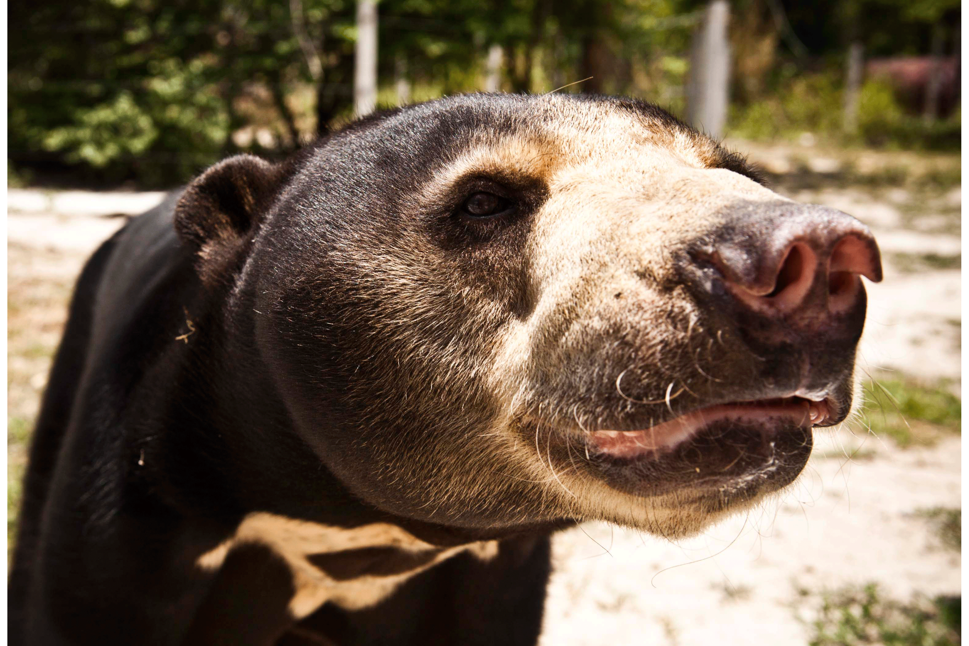 Best 43+ Sun Bear Desktop Backgrounds on HipWallpapers