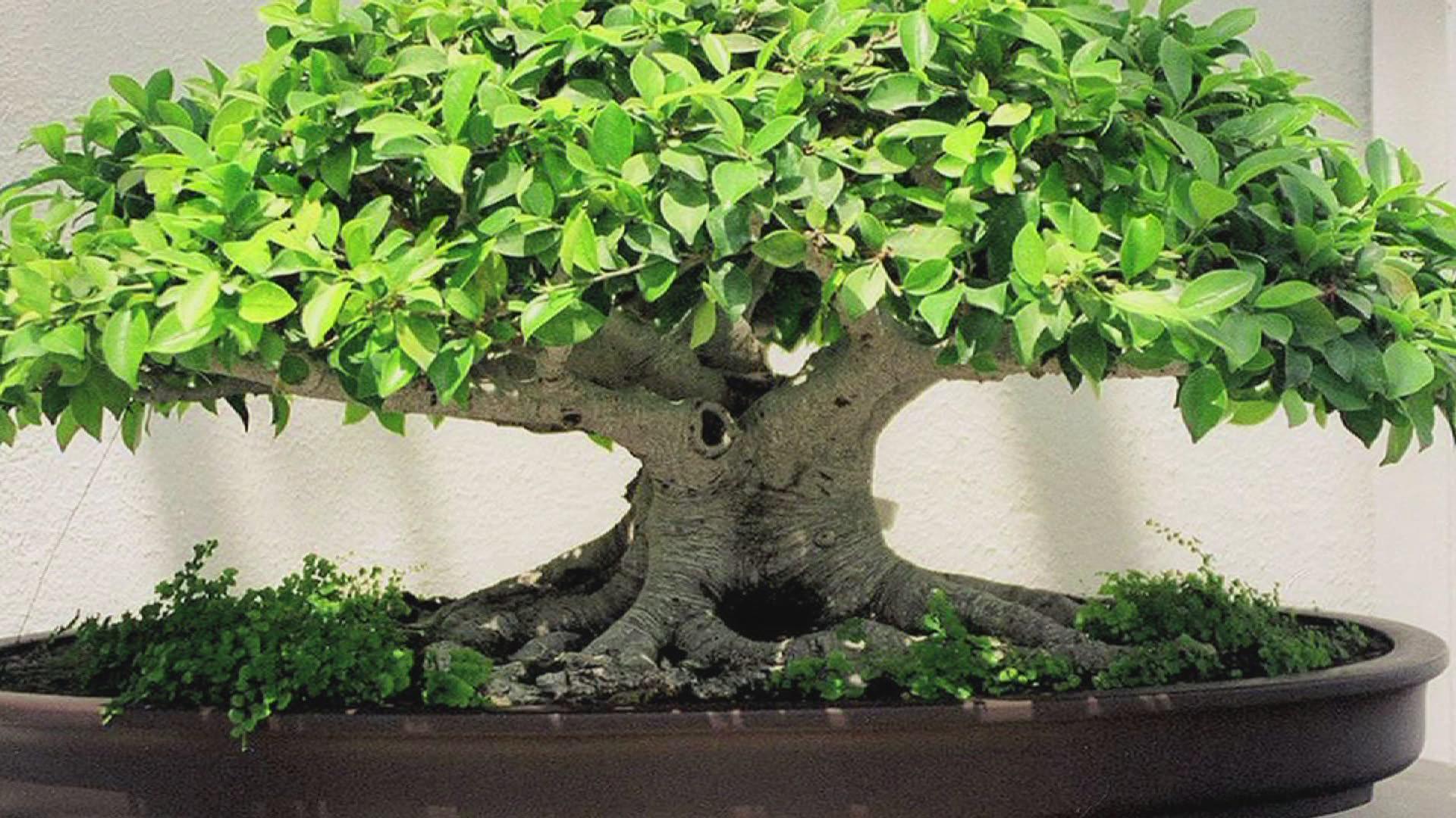 Image For > Flower Bonsai Wallpapers