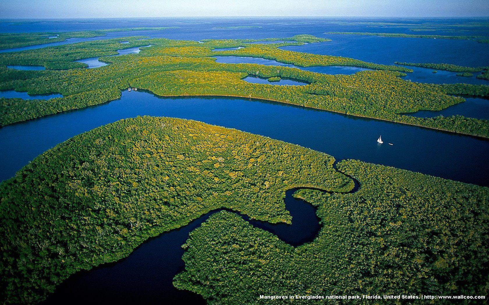 Everglades National Park’s mangrove forests 19913