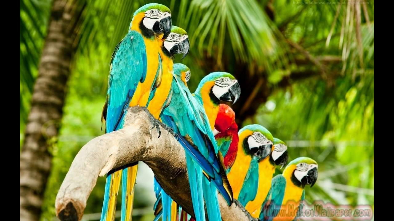 20+Parrot Wallpapers 2017 Free Download Colorful Birds HD Desktop