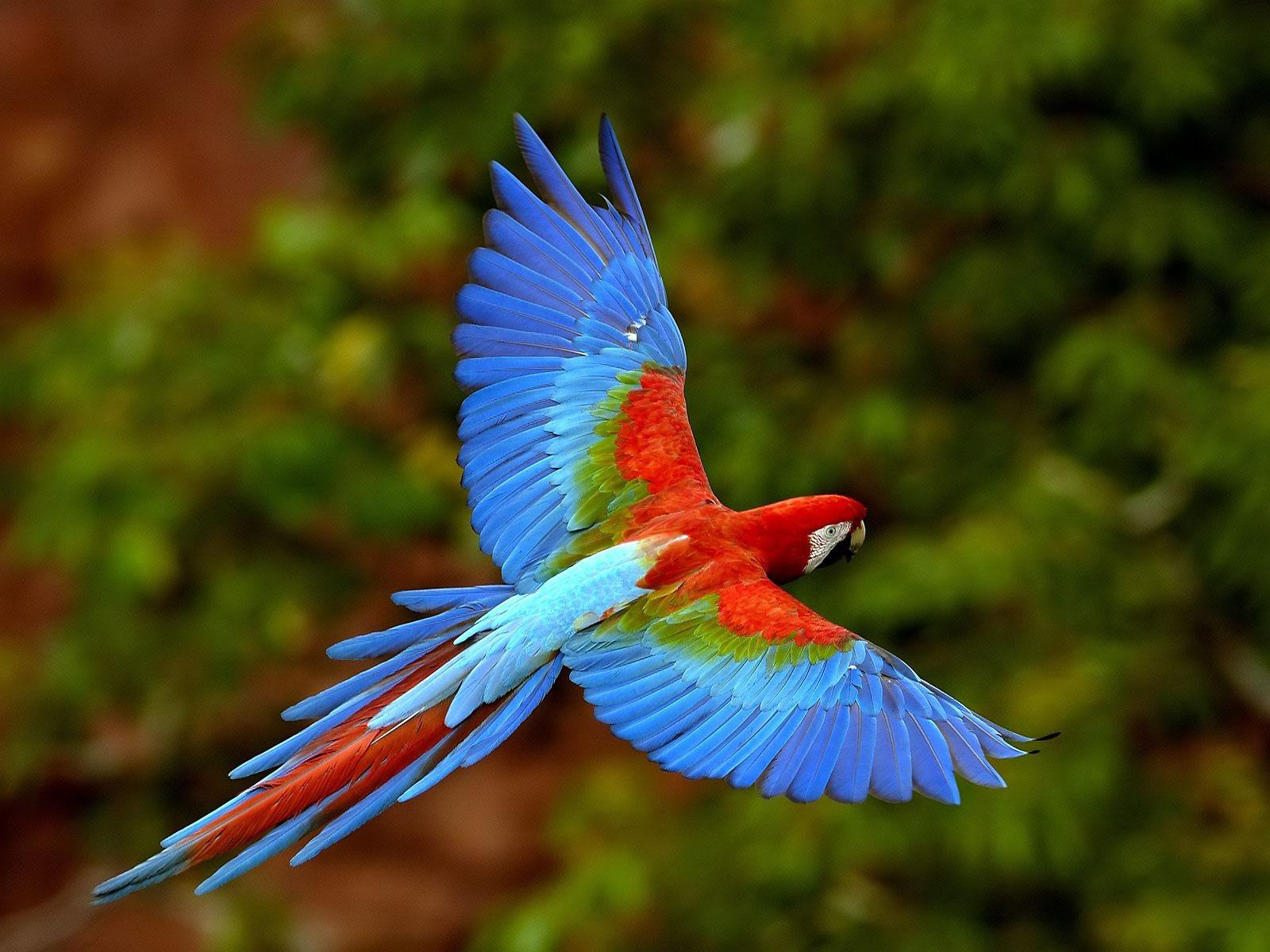 Wildlife of the World: Beautiful Parrot Wallpapers 2012