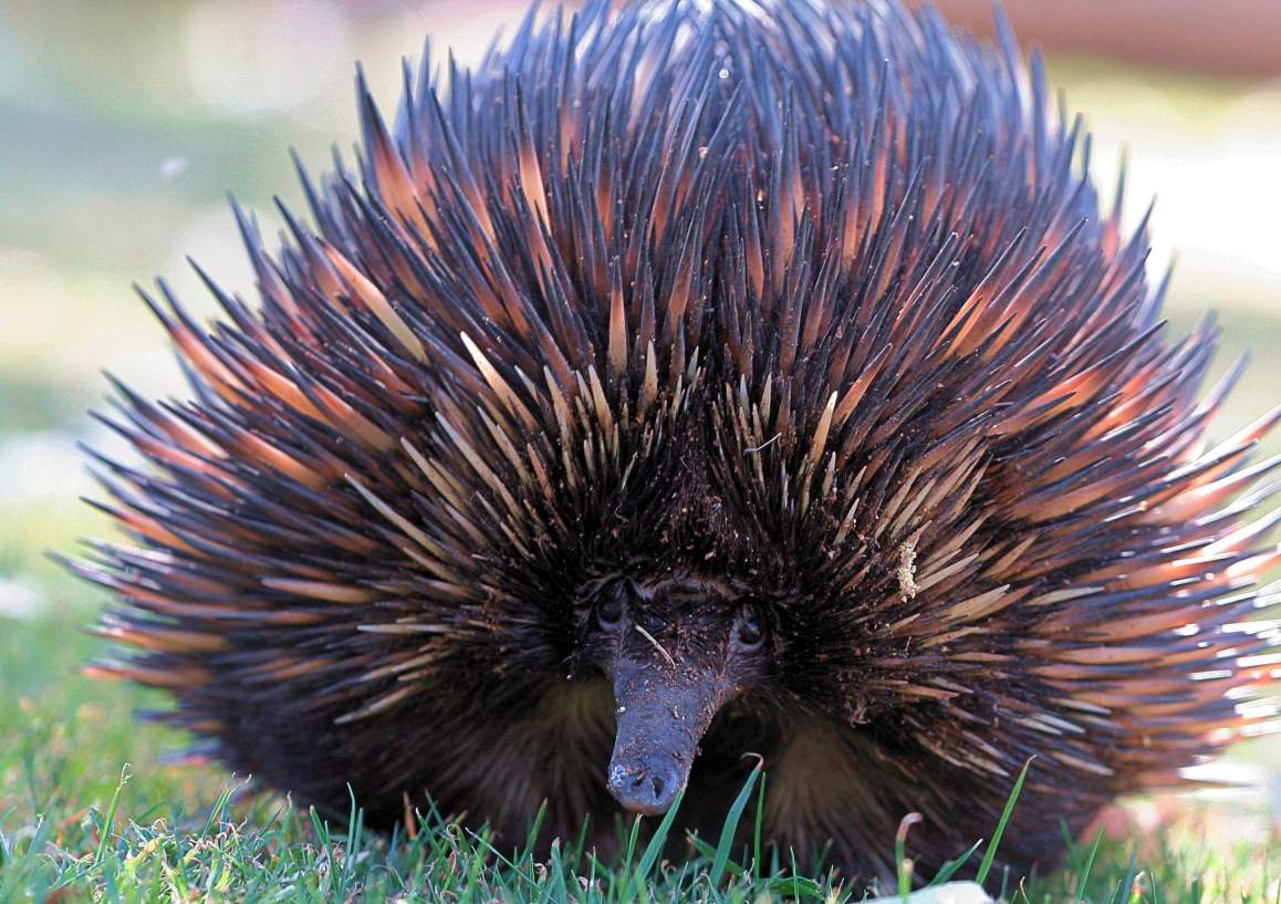 Echidna