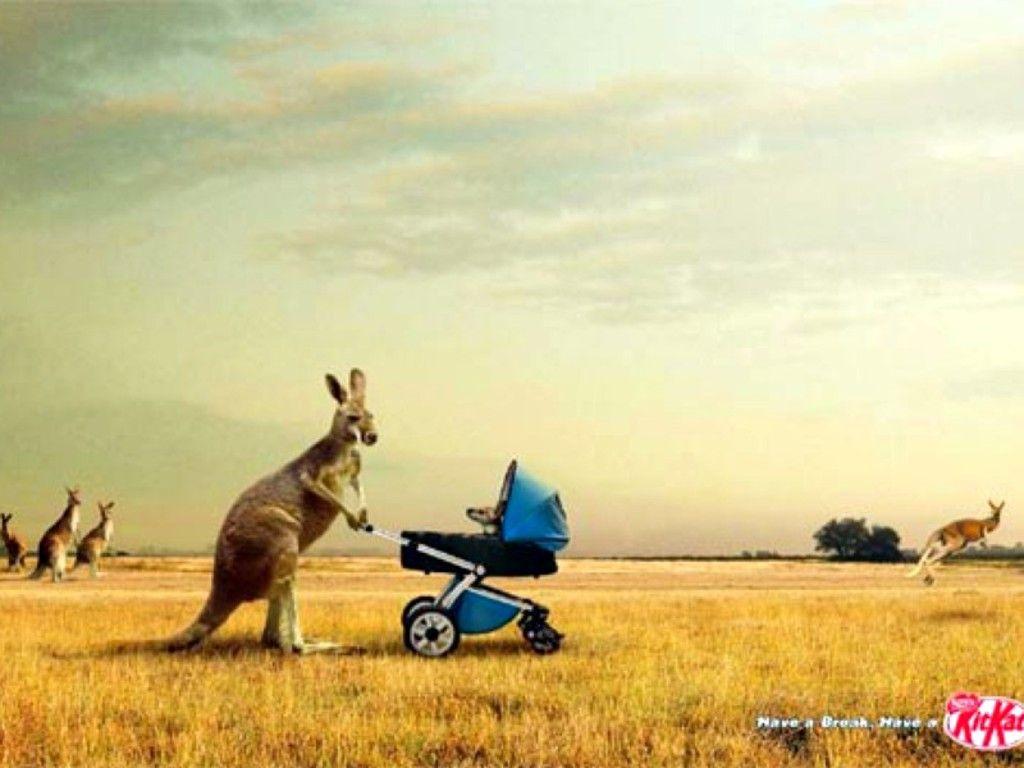 Free Kitkat Kangaroo Wallpapers The Free Kitkat Kangaroo Wallpapers