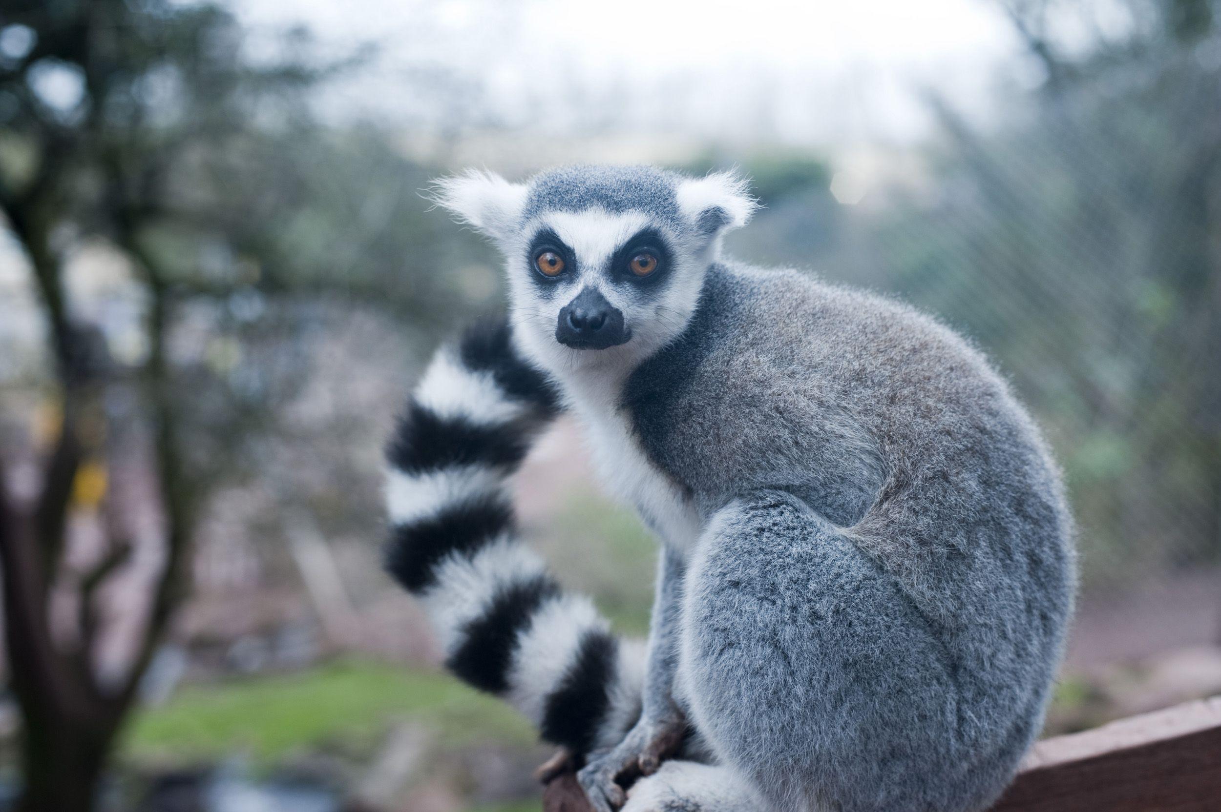 940453 Lemur Wallpapers