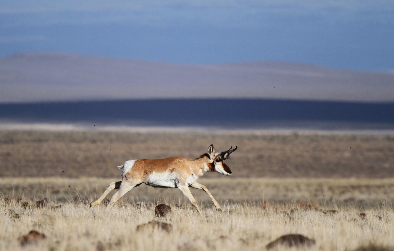 Wallpapers field, wildlife, pronghorn image for desktop