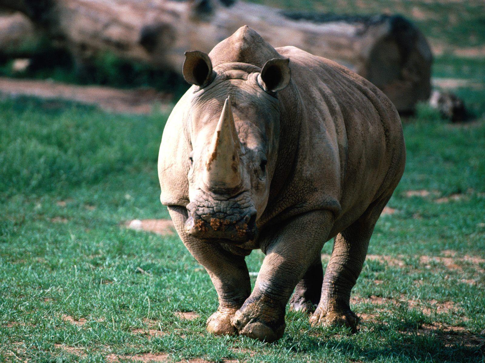 Rhinoceros Wallpapers