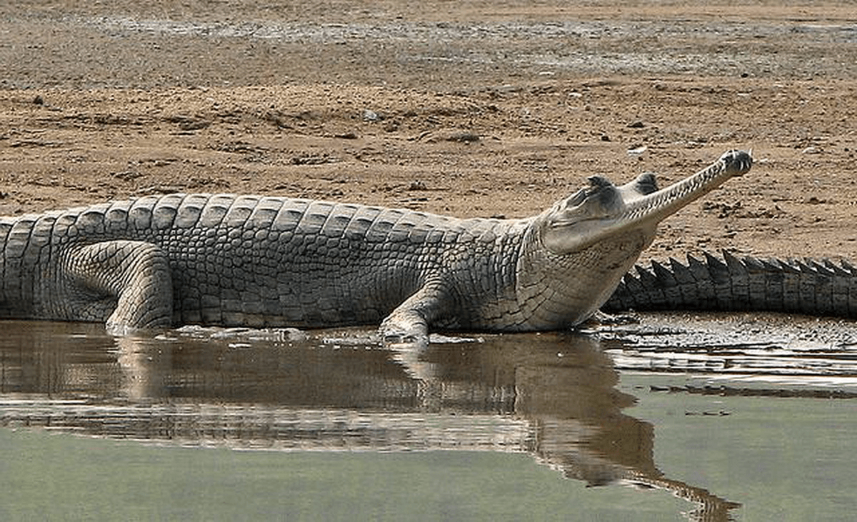 Gharial Pictures