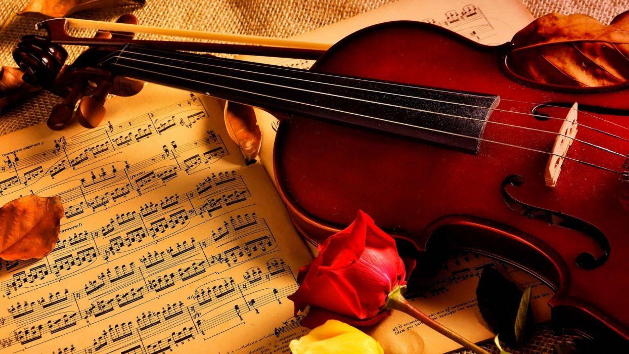 Violin notes rose beauty music wallpapers