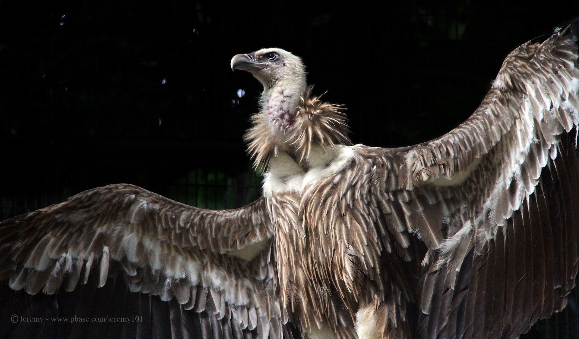 Griffon Vulture Wallpapers