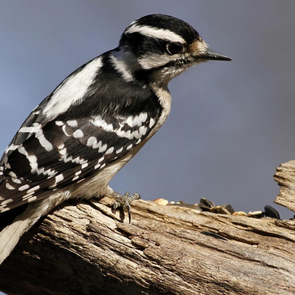 Woodpecker Wallpapers 10