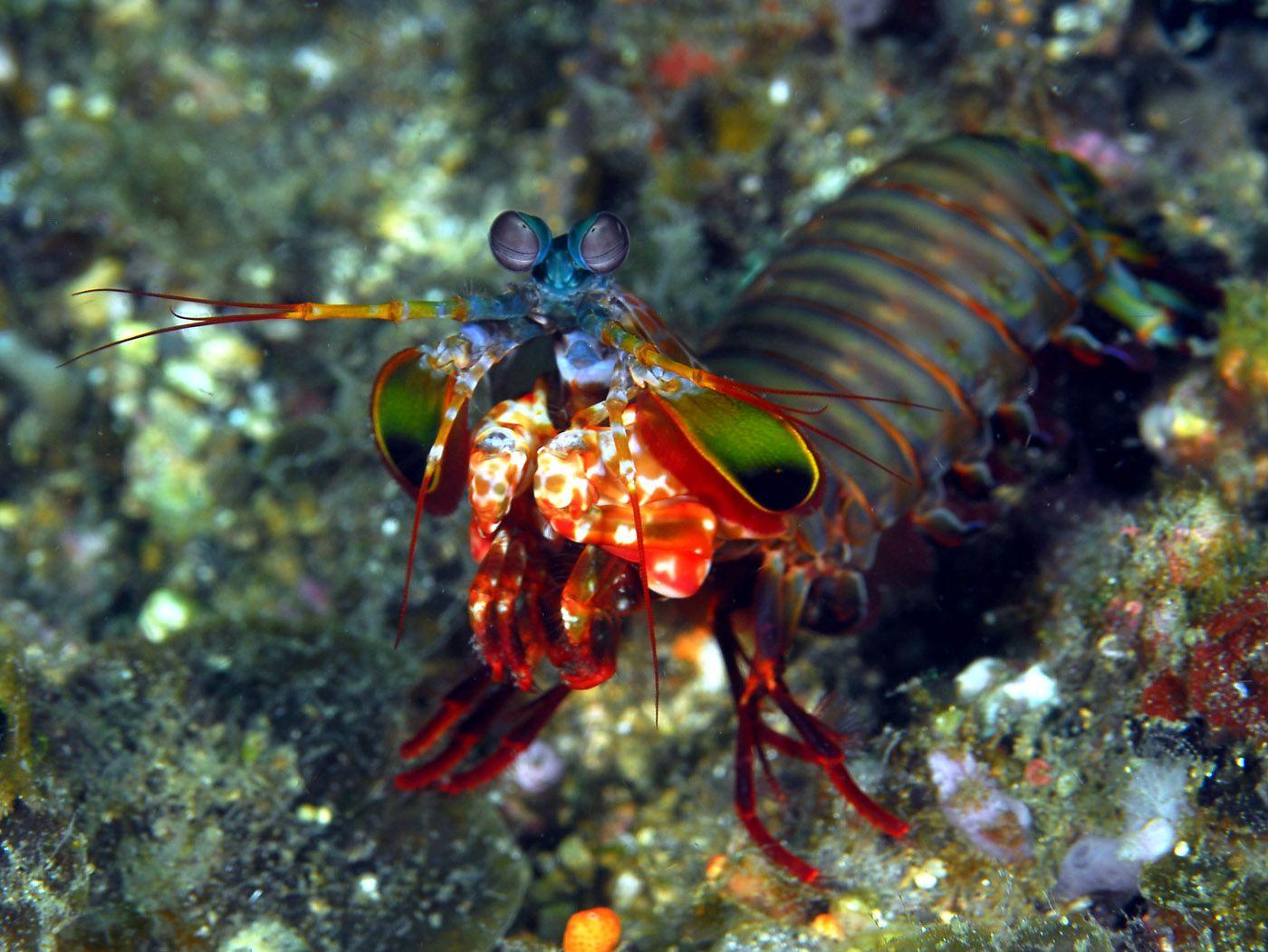 Mantis Shrimp HD Wallpapers 27881