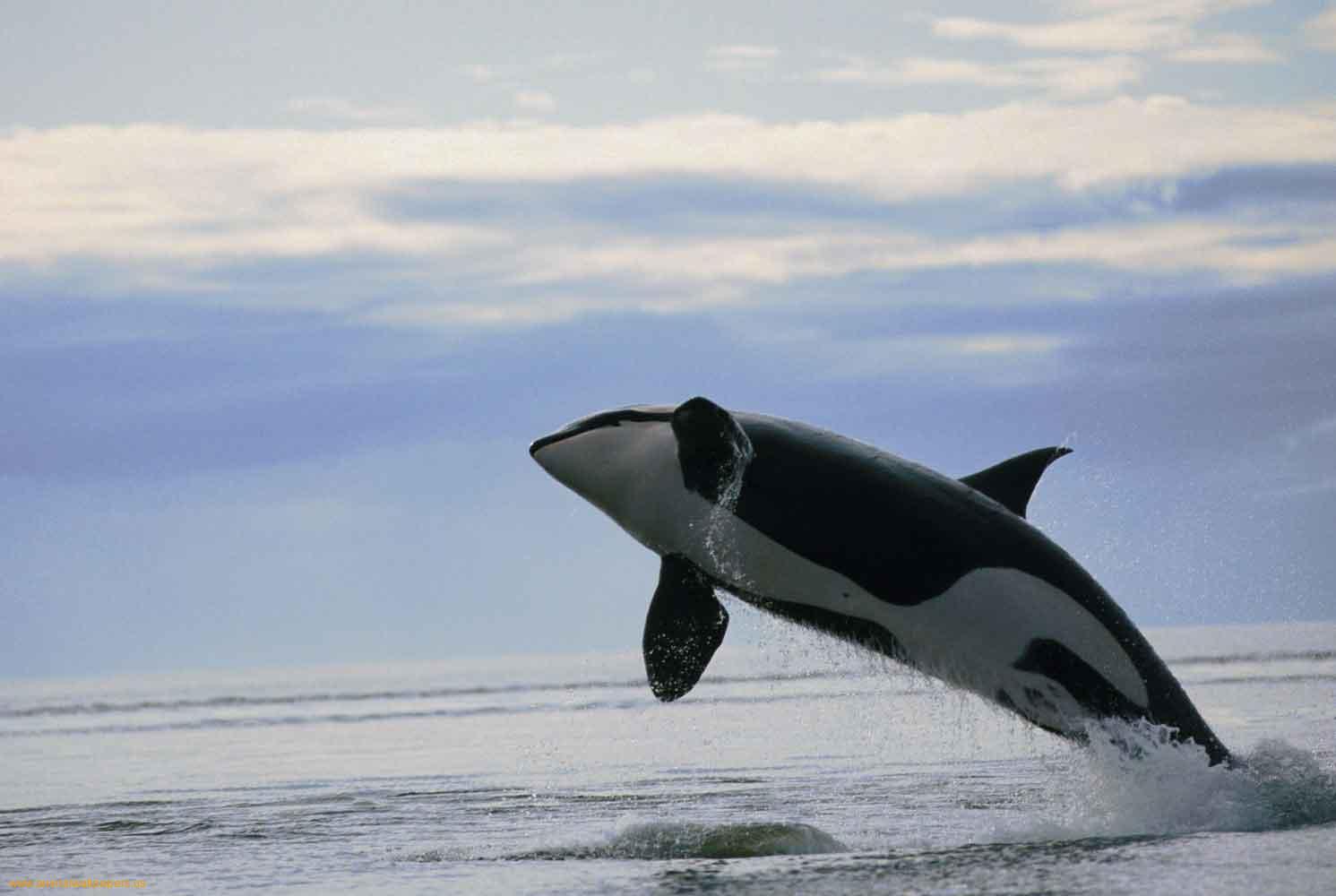 Orca Hd Wallpapers